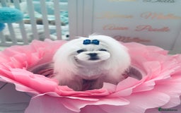 Maltese dogs for sale: 🩵Most Beautiful Full Korean Maltese 🩵 - Image 8
