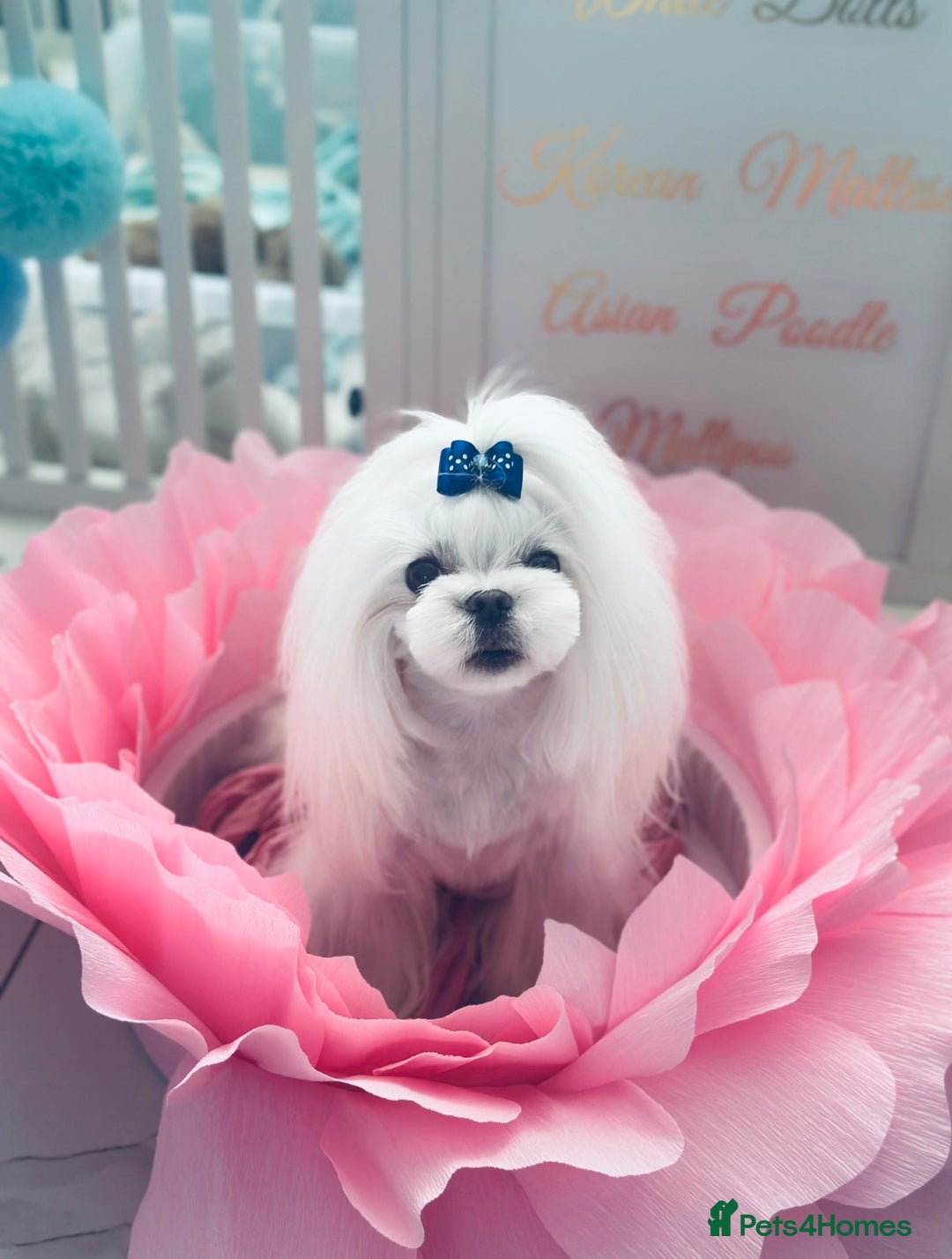 Maltese dogs for sale: 🩵Most Beautiful Full Korean Maltese 🩵 - Image 8