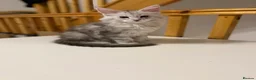 Maine Coon cats for sale: Moonshade Ivory  - Advert 2