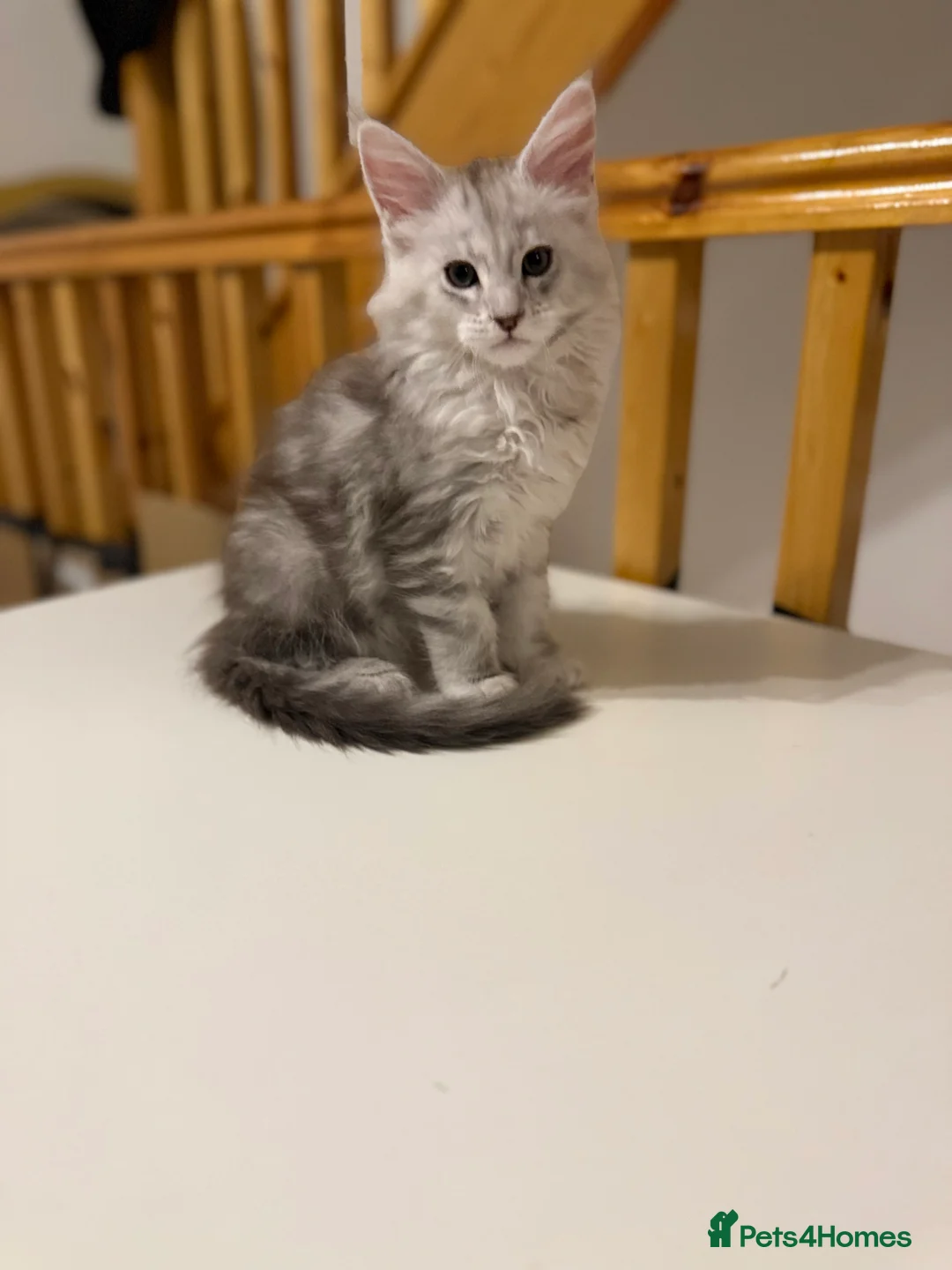 Maine Coon cats for sale: Moonshade Ivory  - Advert 2