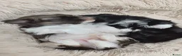 Shih Tzu dogs for sale: Stunning Shih Tzu puppies - Advert 5