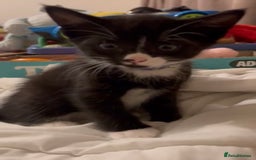 British Shorthair cats for sale: Kittens Ready Mixed British shorthair+Russian Blue - Image 6