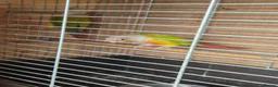 Conures birds for sale: For sale  - Advert 6