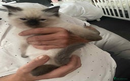 Ragdoll cats for sale: Ragdoll kittens  - Image 15