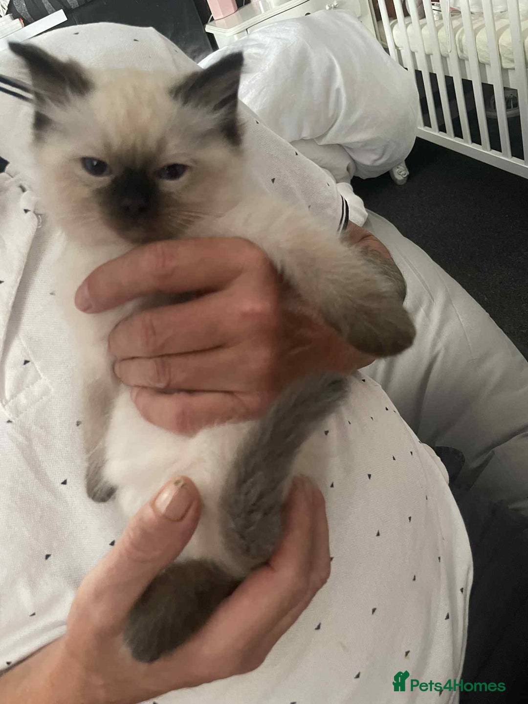 Ragdoll cats for sale: Ragdoll kittens  - Image 15