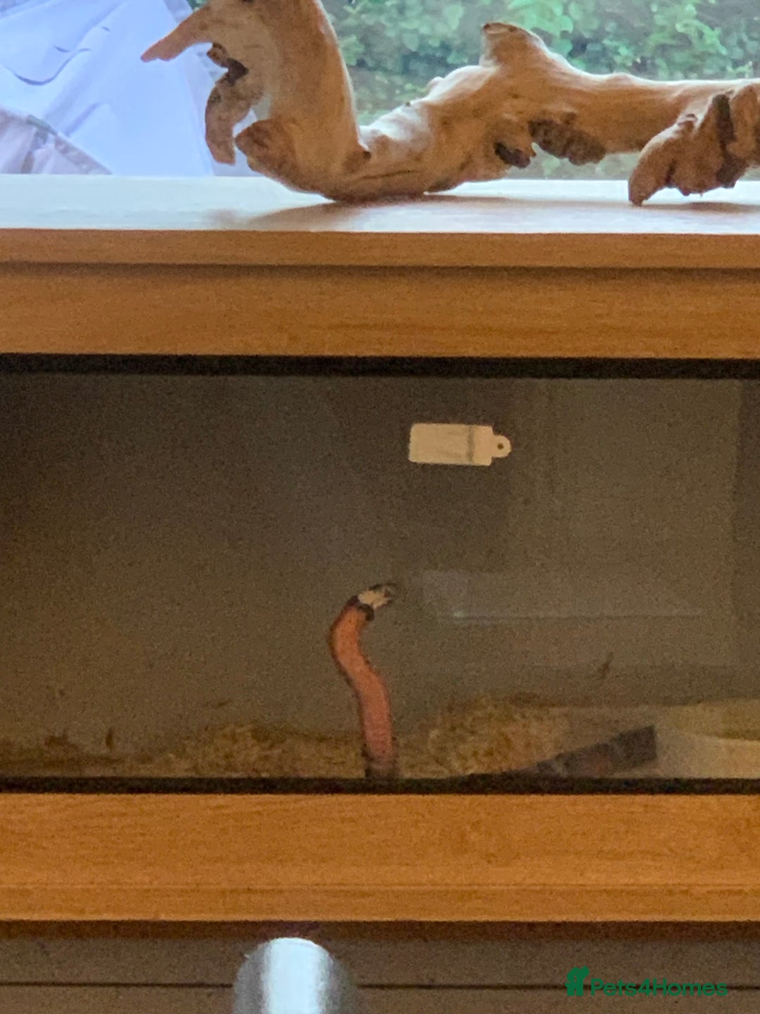 Milk Snake reptiles for sale: Please take her  - Advert 2