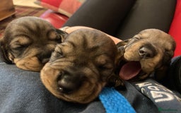 Dachshund dogs for sale: Gorgeous Wirehair Dachsund Pups - Image 3