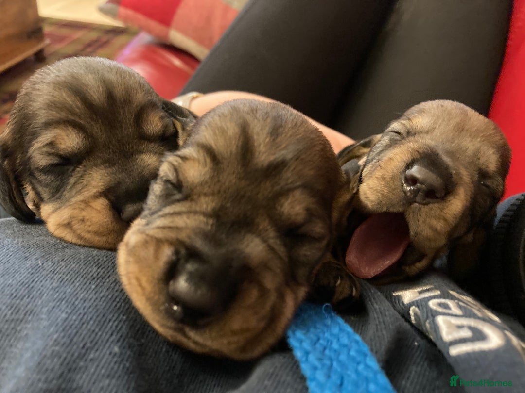 Dachshund dogs for sale: Gorgeous Wirehair Dachsund Pups - Image 3