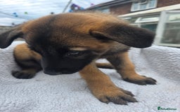 Belgian Shepherd Dog dogs for sale: belguim malinois free training provided - Image 33