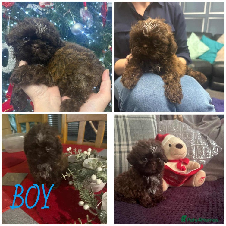Shih Tzu dogs READY TO LEAVE!!!!! Chocolate boy left  - Advert 13