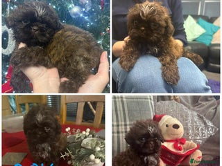 Shih Tzu dogs READY TO LEAVE!!!!! Chocolate boy left - Advert 14