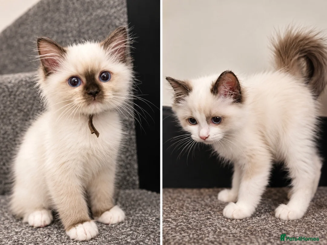 Ragdoll cats for sale: Chunky TICA Registered ragdoll Kittens  - Advert 2