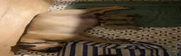Bullmastiff dogs for sale: Beautiful Bullmastiff Puppies Exceptional Pedigree in Bracknell - Advert 2