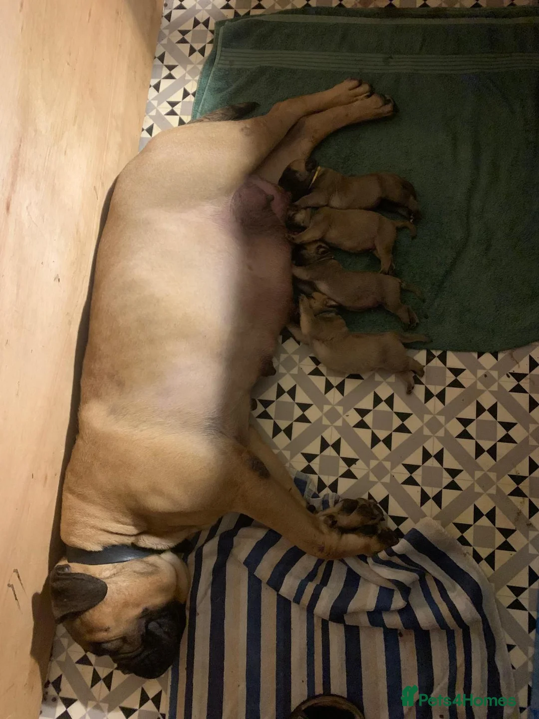 Bullmastiff dogs for sale: Beautiful Bullmastiff Puppies Exceptional Pedigree in Bracknell - Advert 2