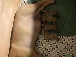 Bullmastiff dogs Beautiful Bullmastiff Puppies Exceptional Pedigree - Advert 2