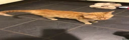 Mixed Breed cats for sale: Family of 3 beautiful cats.  in Felixstowe - Advert 7