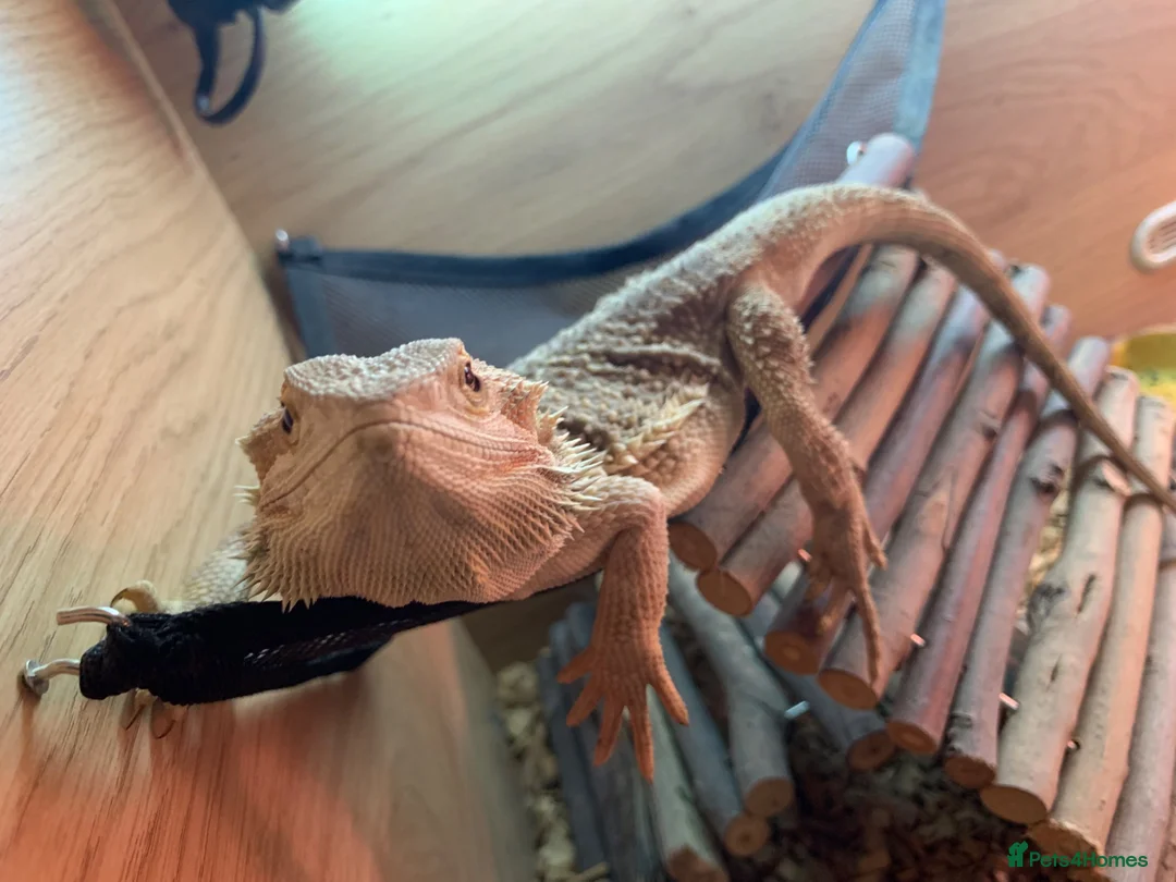 Bearded Dragon reptiles for sale: Bearded dragon  - Advert 2