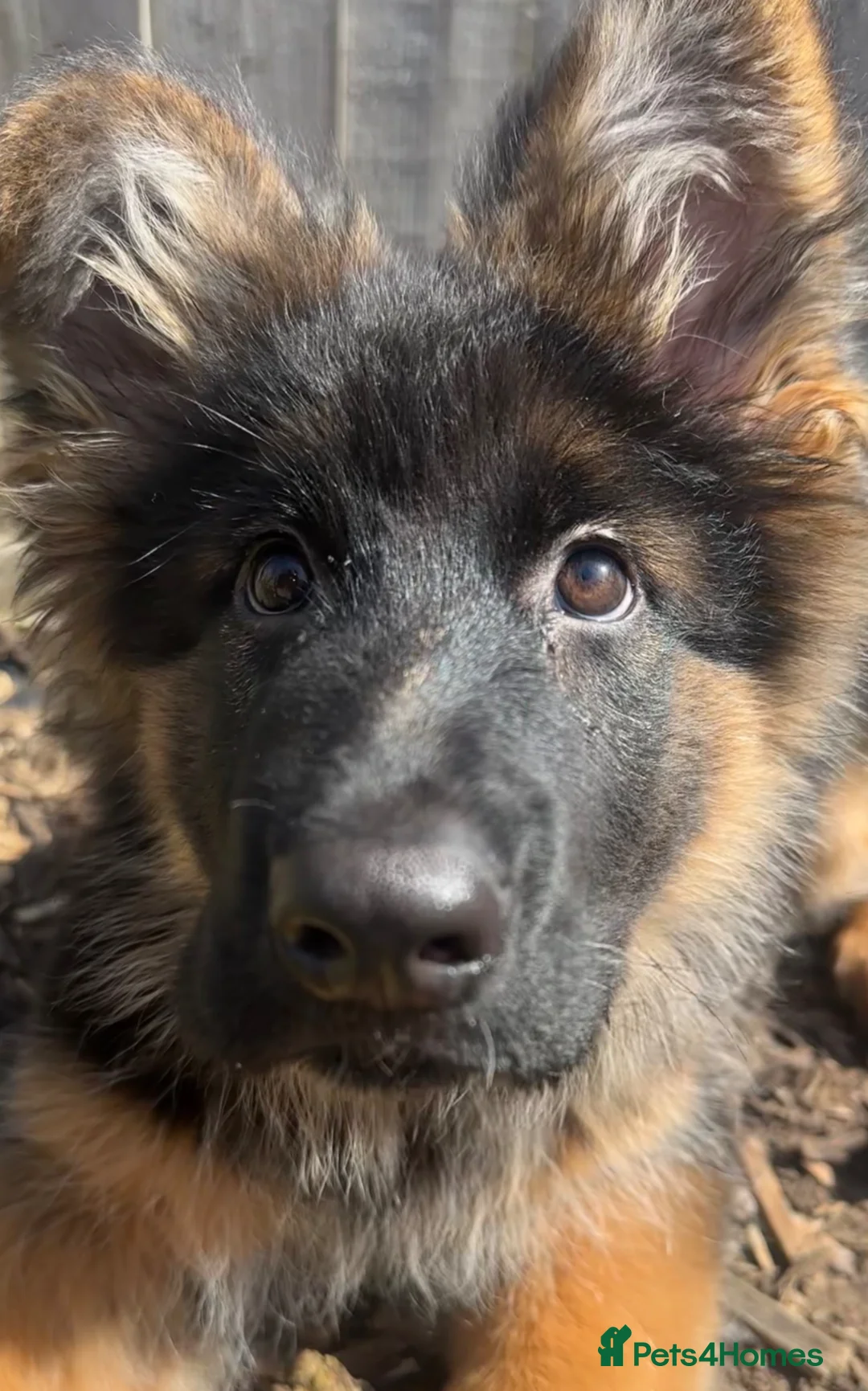 German Shepherd dogs for sale: Kc German Shepherd Puppies   - Advert 5