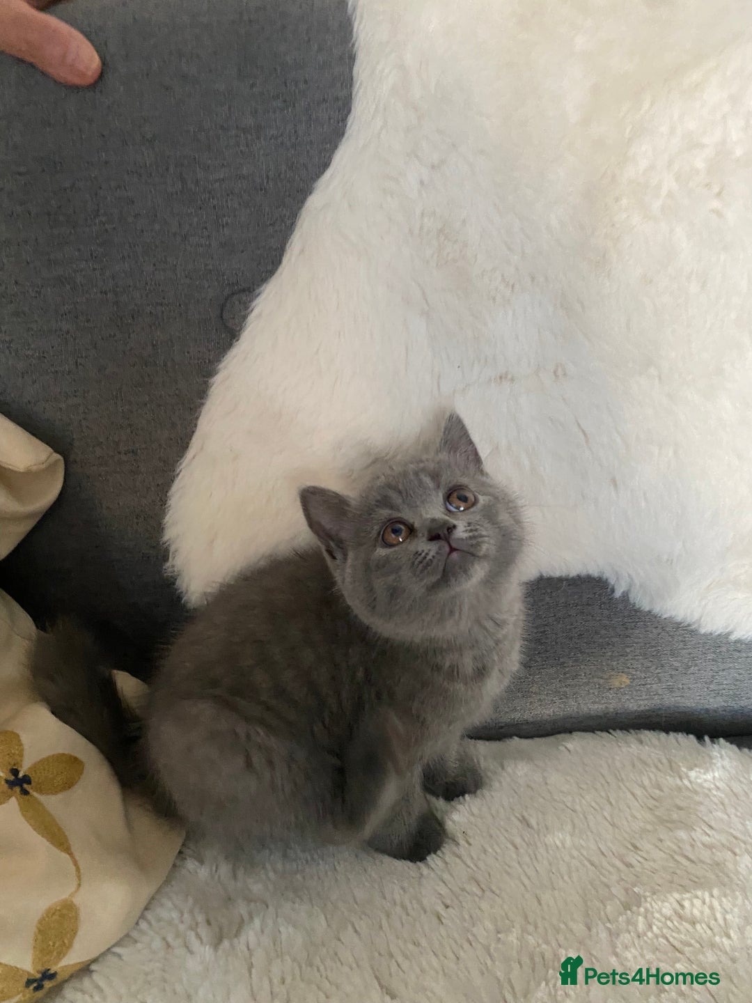 British Shorthair cats for sale: British shorthair KITTENS GIRLS-READY NOW - Image 8