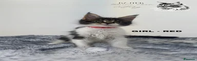 Maine Coon 3