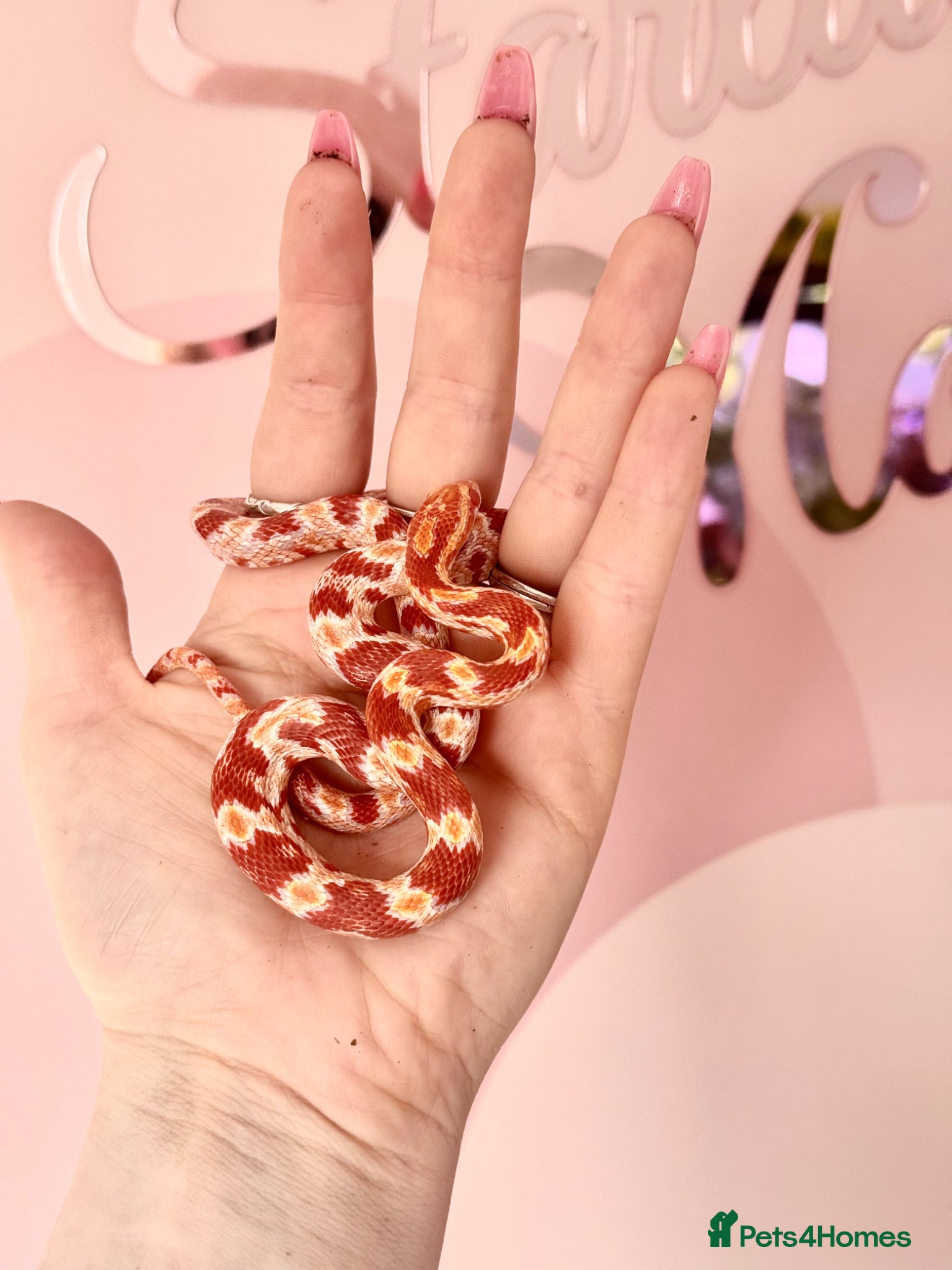 Corn Snake reptiles  Corn Snake baby cutie - Suspected female - Advert 2