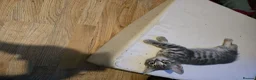 Mixed Breed cats for sale: BEAUTIFUL TABBY KITTENS - Advert 8