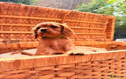 Cavalier King Charles Spaniel dogs for sale: Quality KC Health Tested Ruby CKCS Pups For  Sale - Image 10