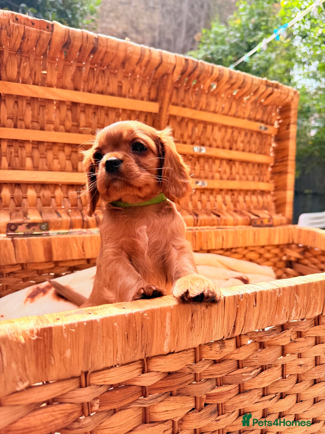 Cavalier King Charles Spaniel dogs for sale: Quality KC Health Tested Ruby CKCS Pups For  Sale - Image 10