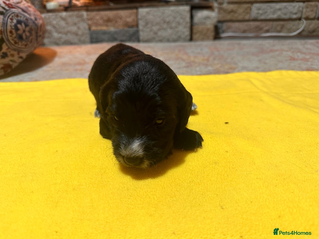 Mixed Breed dogs for sale: Beautiful Labradoodle x Cocker Spaniel Puppies - Advert 11
