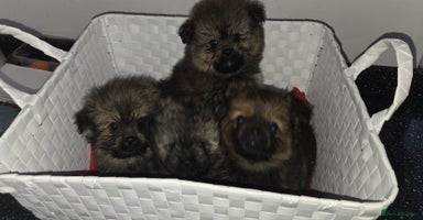 Mixed Breed dogs - Advert 11