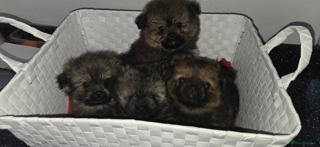 Mixed Breed dogs for sale: Shiranian puppies  - Image 2