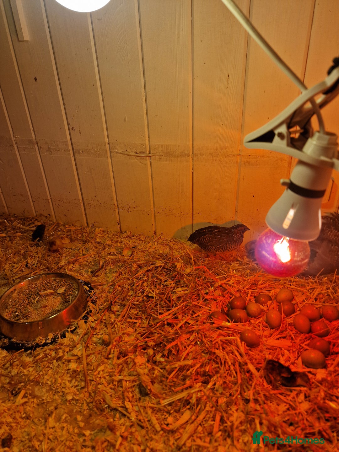 Quail poultry for sale: Chinese painted Quail Chicks - Image 2