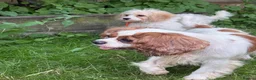 Cavapoo dogs for sale: 4 adorable cavapoo puppies - Advert 13