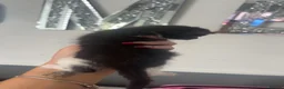 Mixed Breed cats for sale: Stunning kittens mix of colours long/short haired  - Advert 24