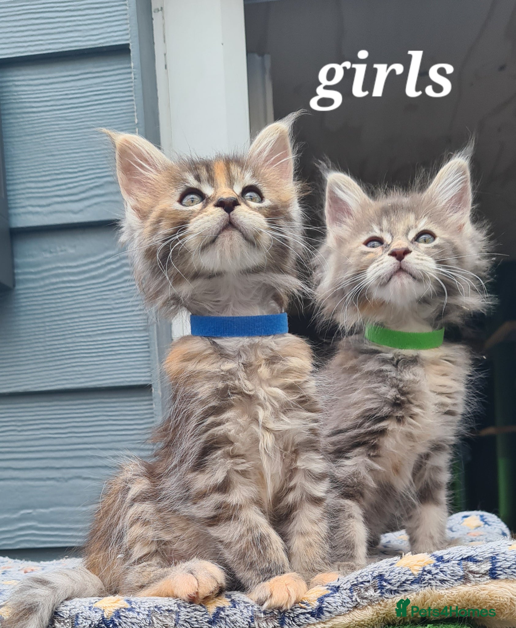 Maine Coon cats Pedigree tica mainecoon kittens - Advert 3