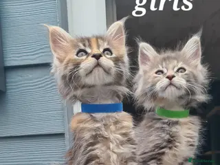 Maine Coon cats Pedigree tica mainecoon kittens - Advert 3