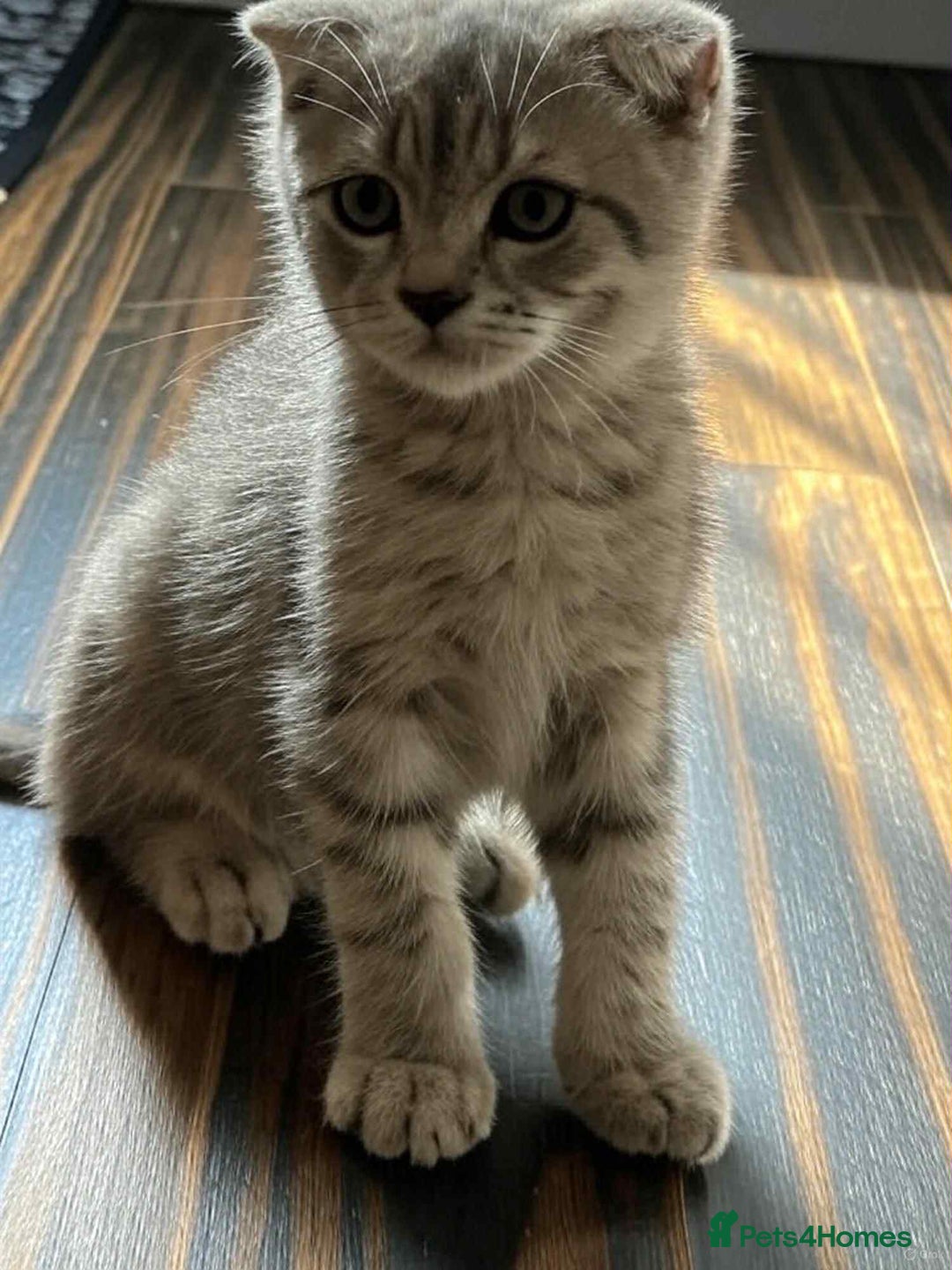Scottish Fold cats for sale: Scottish Fold - Image 4