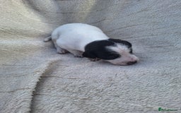 Mixed Breed dogs for sale: Spanish jack Russell (bodeguero) x border collie - Image 20