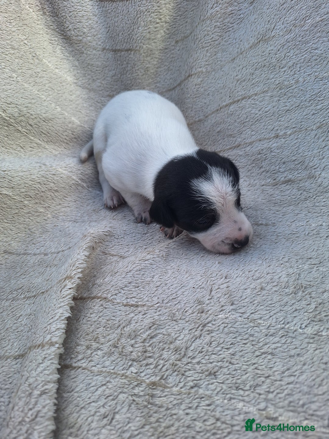 Mixed Breed dogs for sale: Spanish jack Russell (bodeguero) x border collie - Image 20
