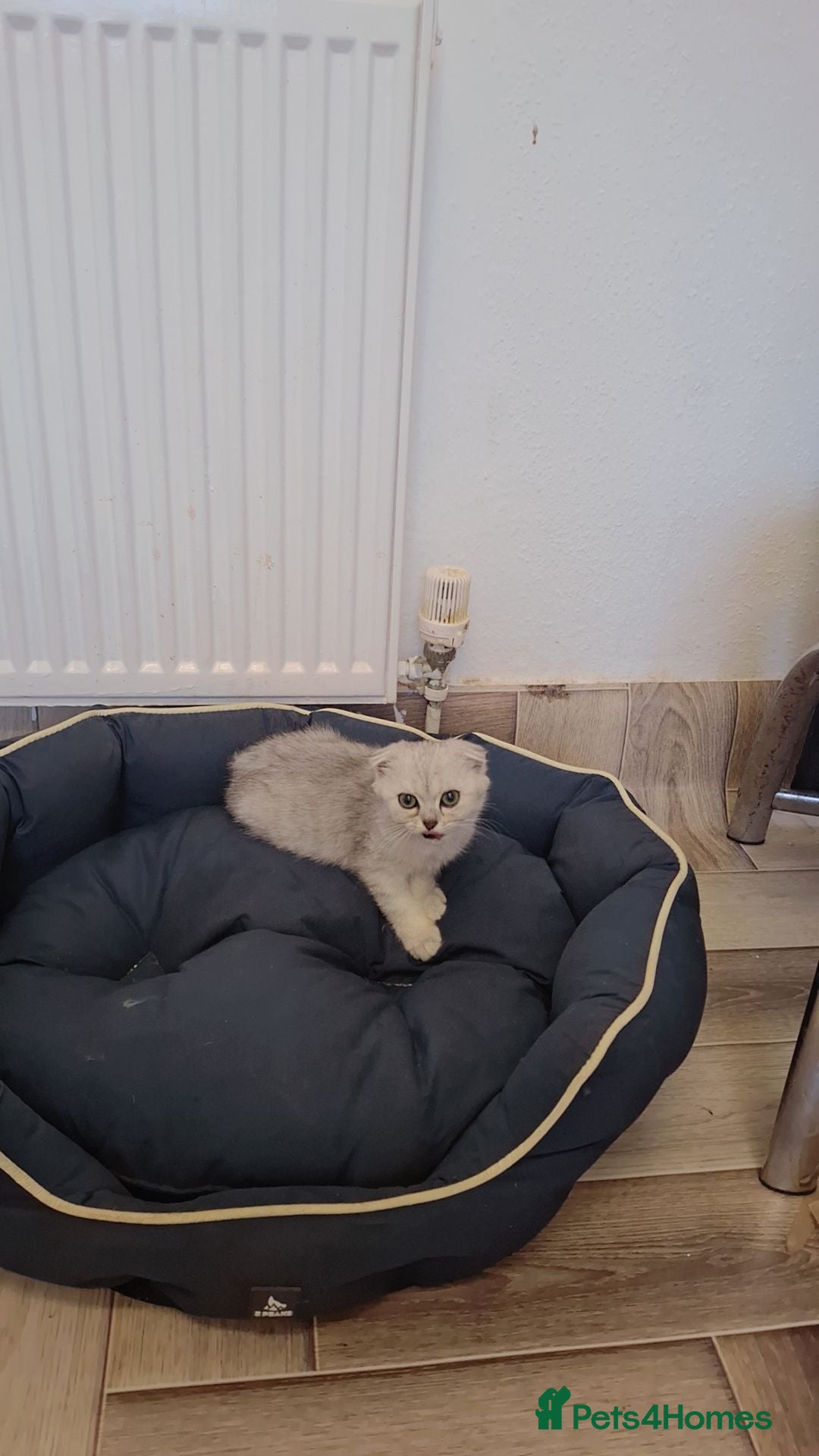 Persian cats Persian - Advert 13
