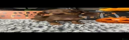 Dachshund dogs for sale: Miniature dachshunds  - Advert 11