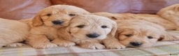Mini Goldendoodle dogs for sale: Quality Health Tested F1 Miniature Goldendoodles  - Advert 15
