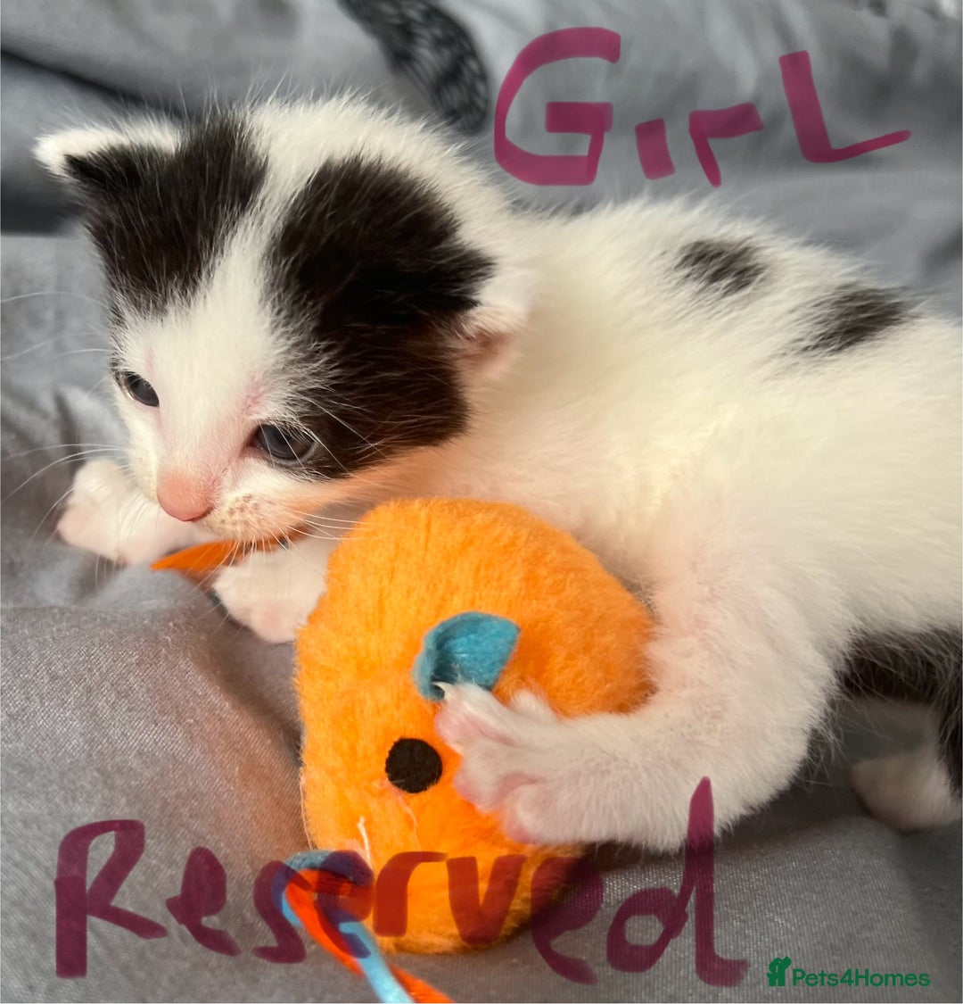Mixed Breed cats for sale: ❤️*Blue/white & black/white friendly kittens*❤️ - Image 21