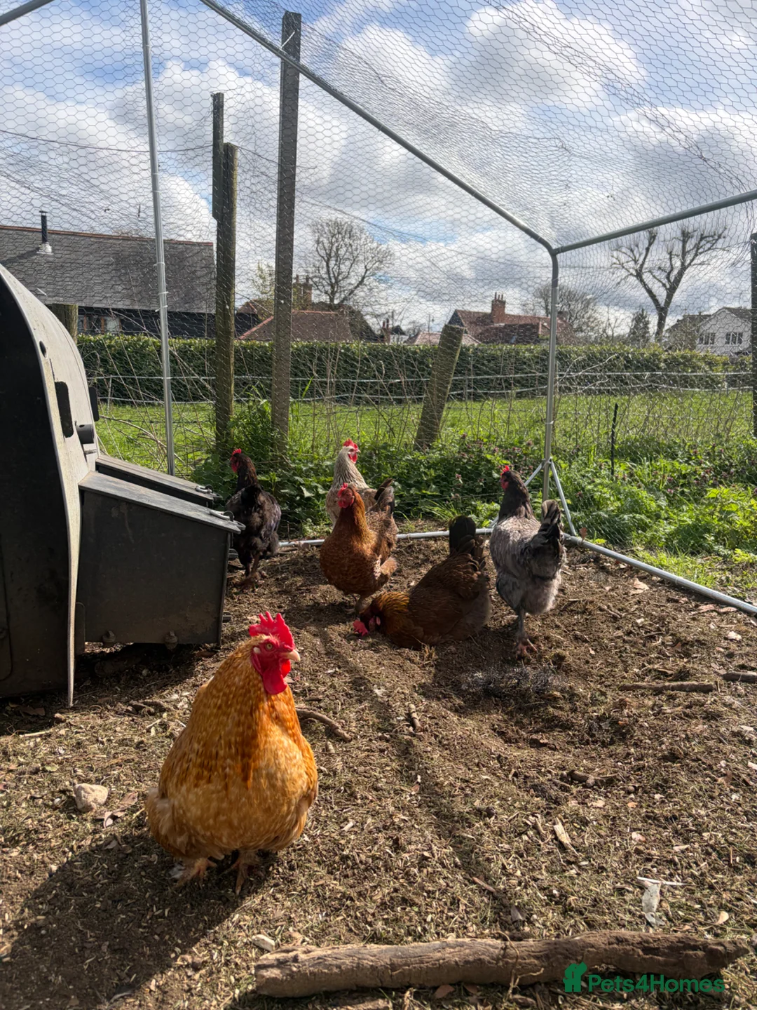 Hens poultry for sale: Various hens  - Advert 2