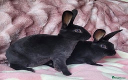 Rex rabbits for sale: Mini Rex babies- various colours & ages - Image 7