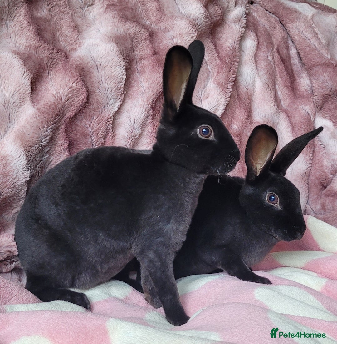 Rex rabbits for sale: Mini Rex babies- various colours & ages - Image 7