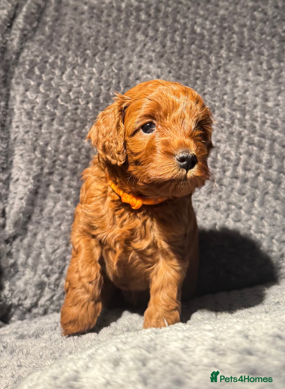 Cockapoo dogs for sale: Outstanding F1b Cockapoos, health tested clear - Advert 10
