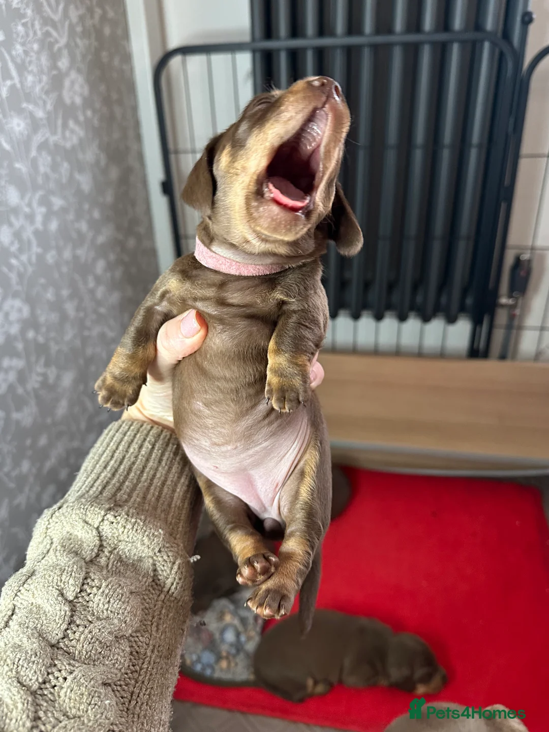 Miniature Dachshund dogs for sale: 3 beautiful miniature dachshund girls.  - Advert 6