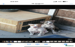 Mixed Breed dogs for sale: American bulldog mixed - Image 1