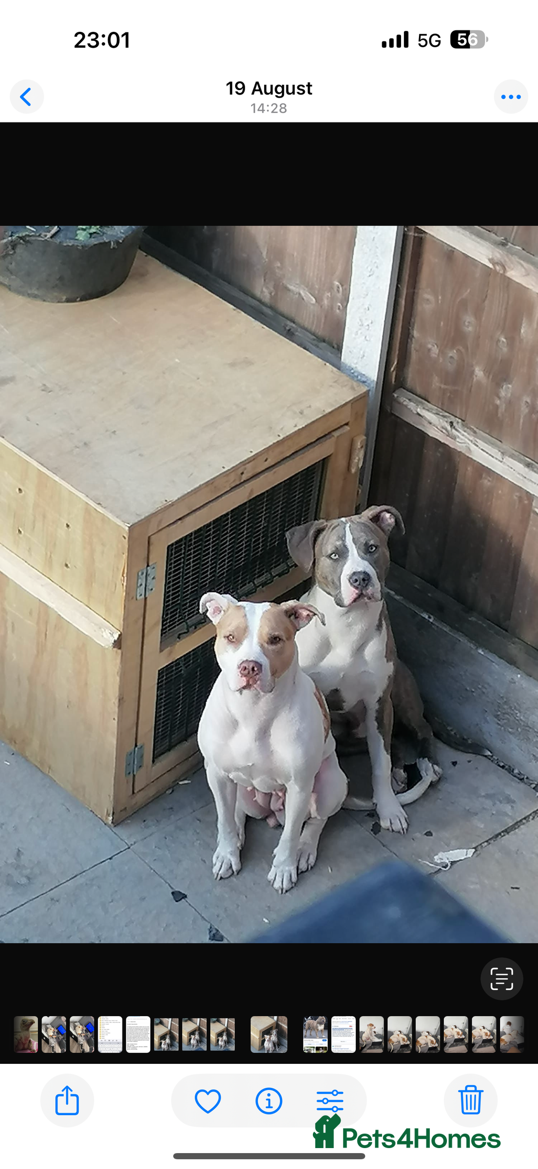 Mixed Breed dogs for sale: American bulldog mixed - Image 1